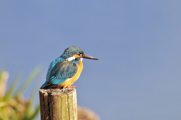 お立ち台のカワセミ
