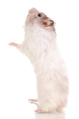 Cute hamster eating from hand isolated white