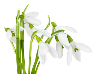 Beautiful snowdrops, isolated on white