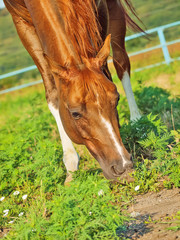 Naklejka na ściany i meble grazing sorrel horse in paddock