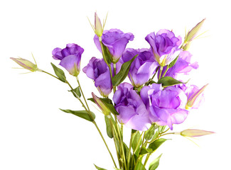 Purple artificial eustoma  isolated on white