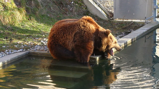 Bear in Bern Zoo Park