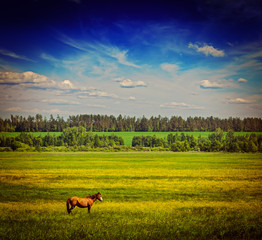 Spring summer green field scenery lanscape with horse