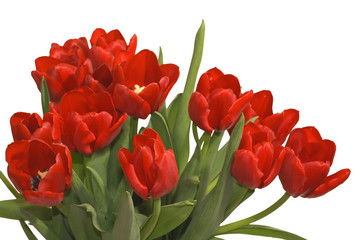 spring bouquet of tulips