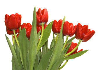 spring bouquet of tulips