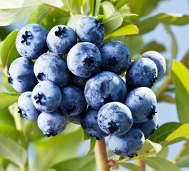 Blueberries on a shrub.