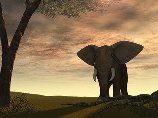 Elephant with the Sun from behind
