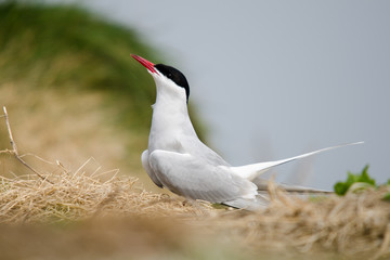 UK Farne Island Arctic Tern