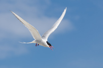 UK Farne Island Arctic Tern