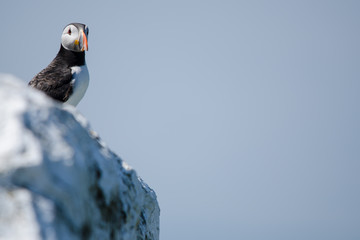 UK Farne Island Puffin