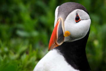 Naklejka premium Puffin Portrait