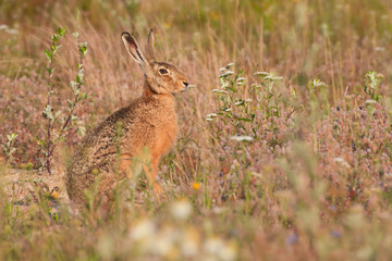 Feldhase (Lepus europaeus)