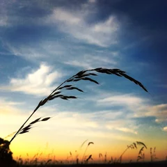 Foto op Canvas Gras im Sonnenuntergang © heavyshots