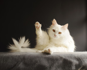 Cat in a funny pose