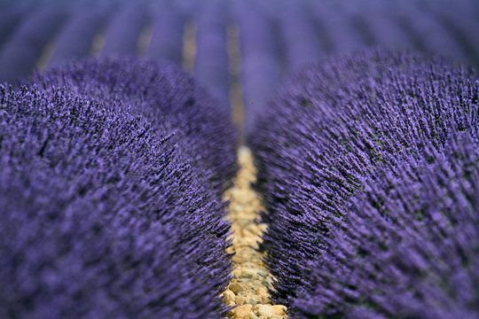 Fototapeta valensole provenza francia campi di lavanda