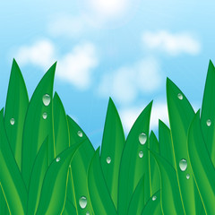 green grass with dew drops on a background of blue sky and cloud