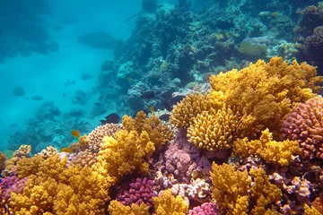 Crédence de cuisine en verre imprimé Récifs coralliens récif de corail