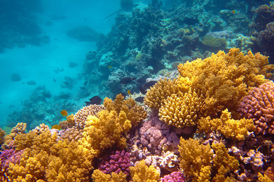 Fototapeta coral reef