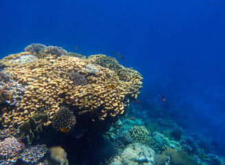 coral reef