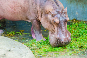 Fototapeta premium Hippo