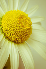 Simple oxeye daisy in retro style