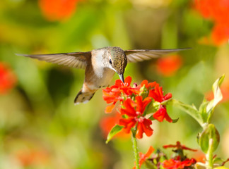 Rufous Hummingbird feeding on Maltese Cross flowers