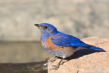 Western Bluebird, Oregon