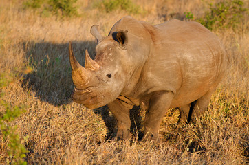 Obraz premium White Rhinoceros in Warm Morning Light, Kruger National Park