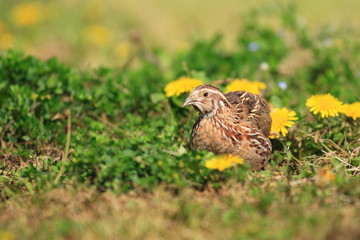 Japanese Quail (Coturnix japonica) in Japan 
