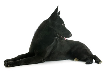 black german shepherd