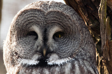 Great grey owl face