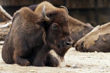 Fototapeta premium Bison