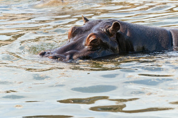 Hippopotamus or hippo