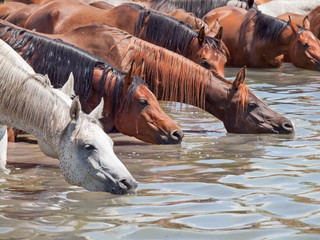drinking arabian mares in the lake at liberty. sunny day