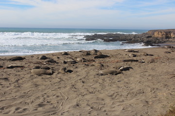 Fototapeta na wymiar Elephant Seals on California Sandy Beach in Winter