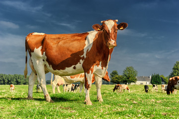 Herd of cows at green field - 62577605