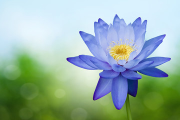 Blue lotus on spring background