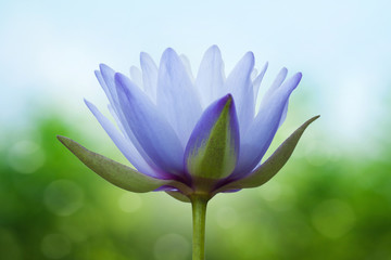 Blue lotus on spring background