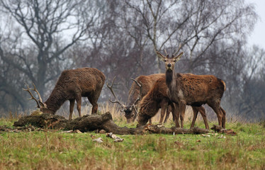 Red Stag Deer  in an English Park