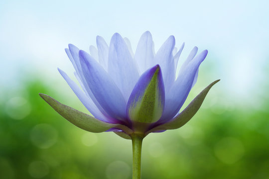 Fototapeta Blue lotus on spring background