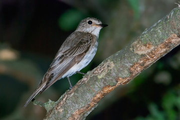 Spotted flycatcher (Muscicapa striata) on a branch