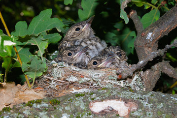 Baby birds (Spotted flycatcher) at their nest on a tree branch