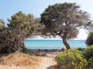 Fototapeta na wymiar Landscape of Bidda Rosa beach in the gulf of Orosei Sardinia Ita