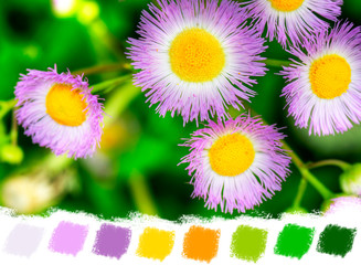 Common fleabane color palette