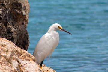 Wildlife snowy egret