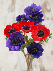 Colourful anemone flowers