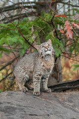 Bobcat Kitten (Lynx rufus) Looks Up from Atop Log