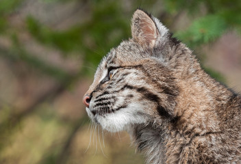 Fototapeta na wymiar Bobcat Kitten (Lynx rufus) Profile