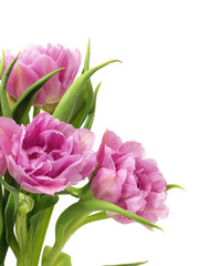 Violet tulip flowers