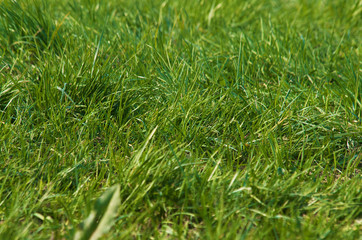 Close up on fresh green grass texture background